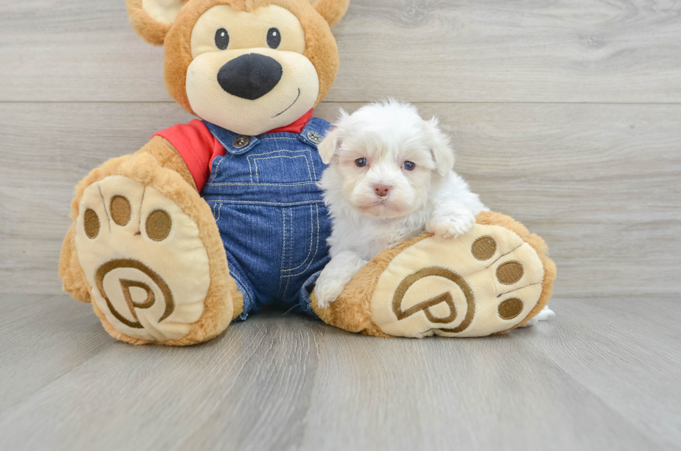 5 week old Havanese Puppy For Sale - Seaside Pups