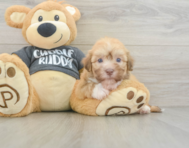 5 week old Havanese Puppy For Sale - Seaside Pups