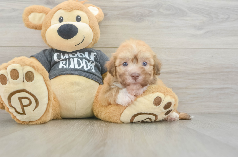 5 week old Havanese Puppy For Sale - Seaside Pups