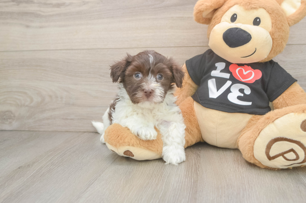 6 week old Havanese Puppy For Sale - Seaside Pups