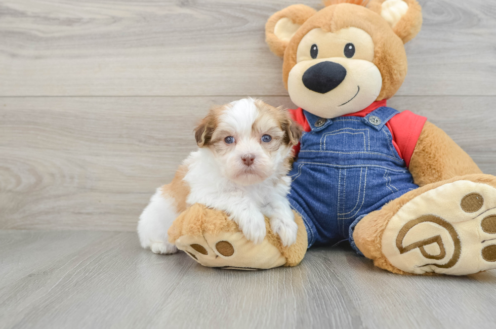 5 week old Havanese Puppy For Sale - Seaside Pups