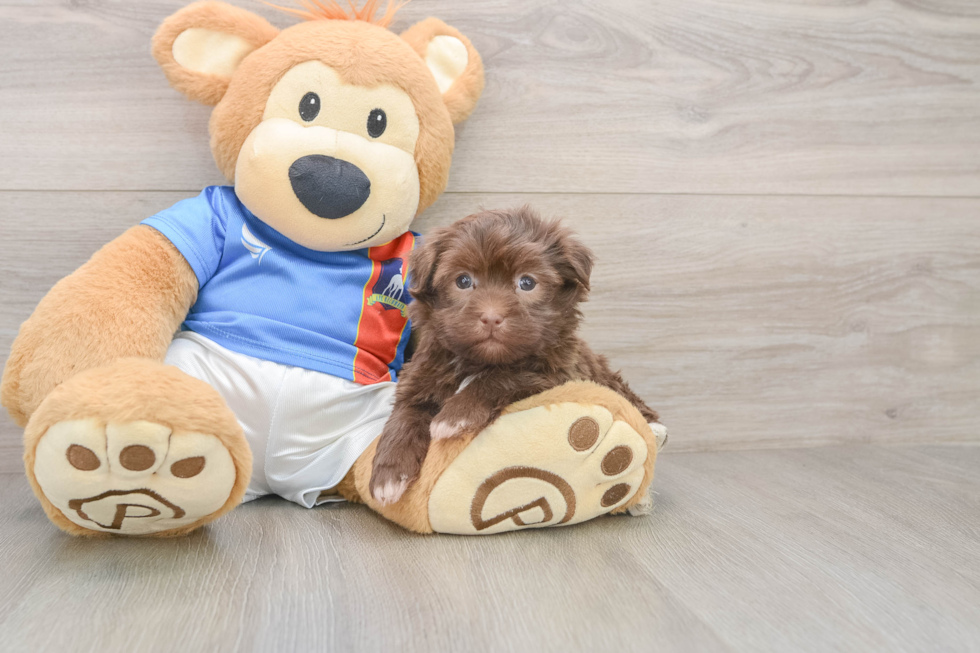 Popular Havanese Purebred Pup