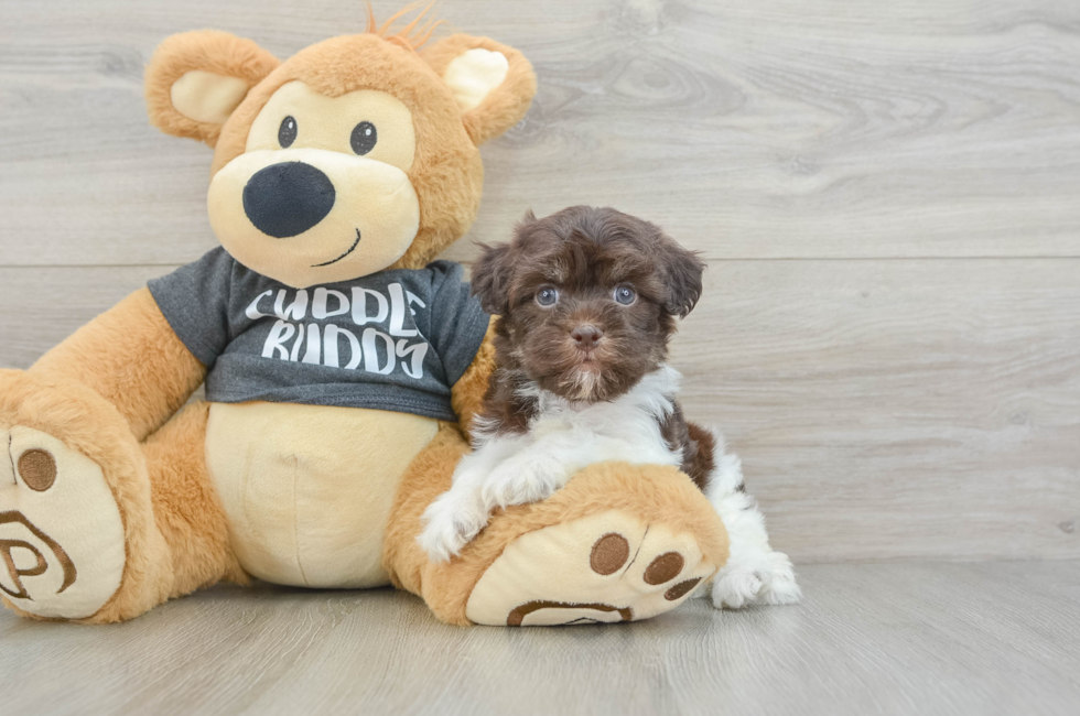6 week old Havanese Puppy For Sale - Seaside Pups