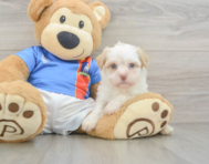 7 week old Havanese Puppy For Sale - Seaside Pups
