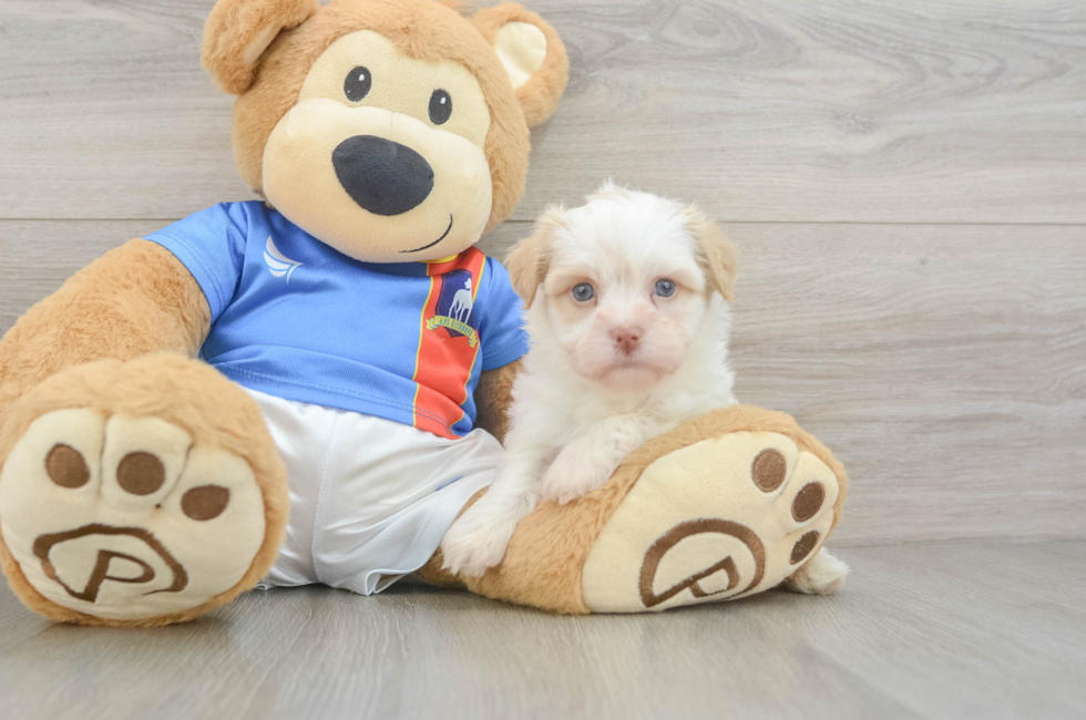 5 week old Havanese Puppy For Sale - Seaside Pups