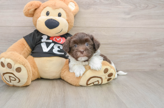 Friendly Havanese Purebred Pup