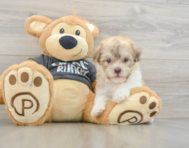 8 week old Havanese Puppy For Sale - Seaside Pups