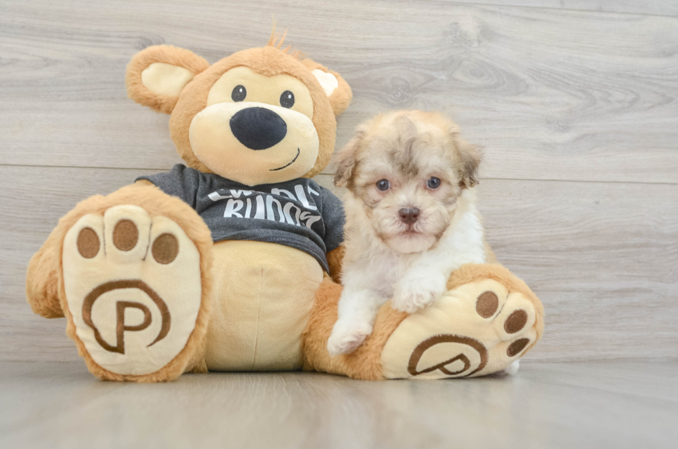 6 week old Havanese Puppy For Sale - Seaside Pups