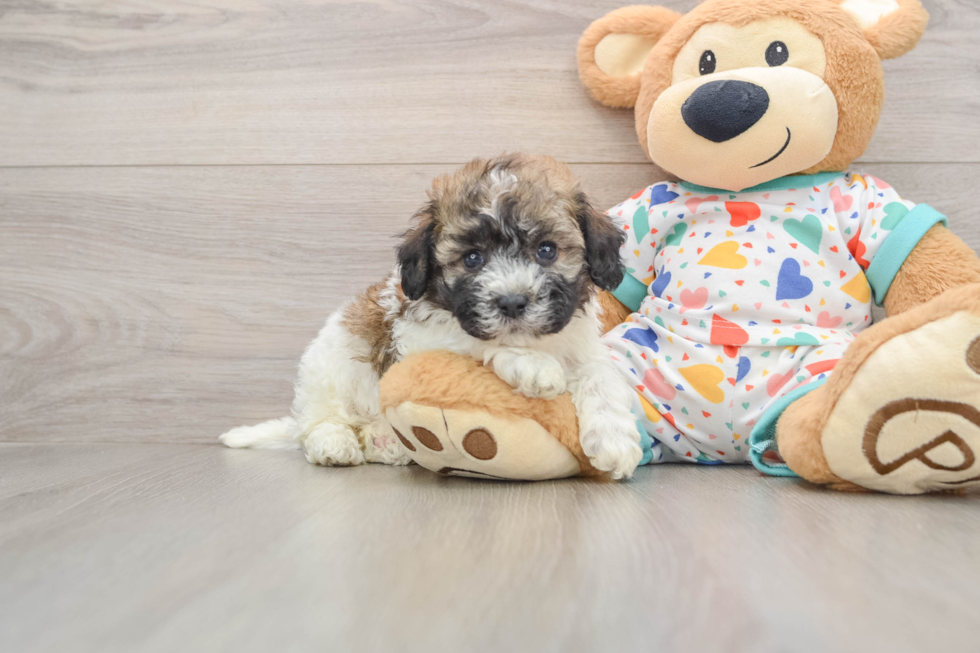 Havanese Pup Being Cute