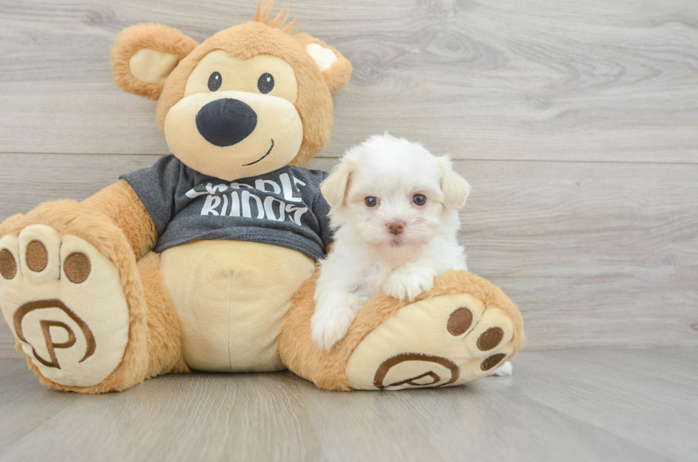 7 week old Havanese Puppy For Sale - Seaside Pups