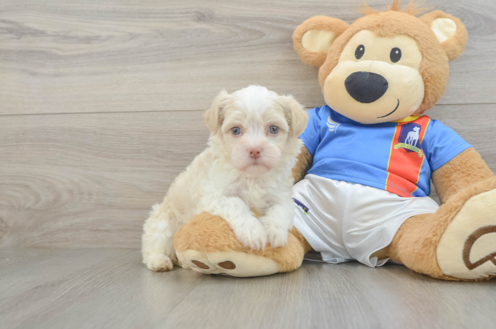 5 week old Havanese Puppy For Sale - Seaside Pups
