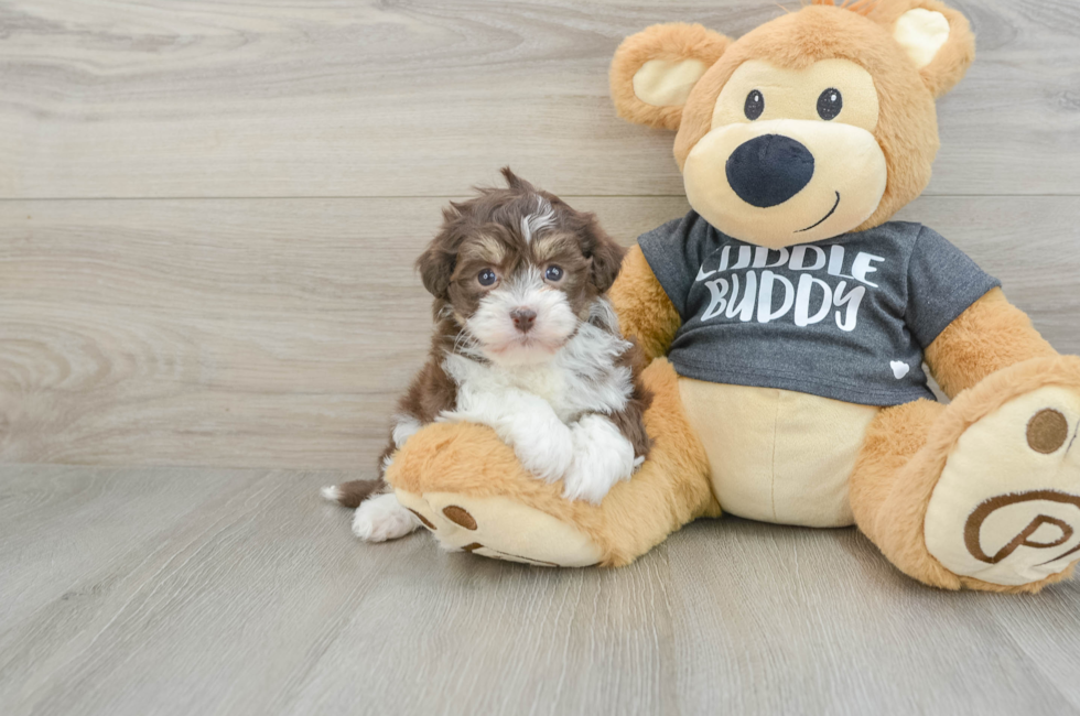 6 week old Havanese Puppy For Sale - Seaside Pups