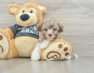 8 week old Havanese Puppy For Sale - Seaside Pups