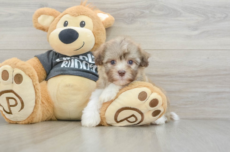 6 week old Havanese Puppy For Sale - Seaside Pups