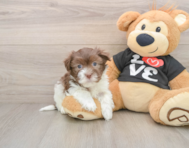 7 week old Havanese Puppy For Sale - Seaside Pups