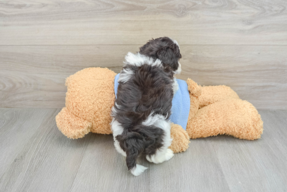 Cute Bichon Havanes Purebred Puppy