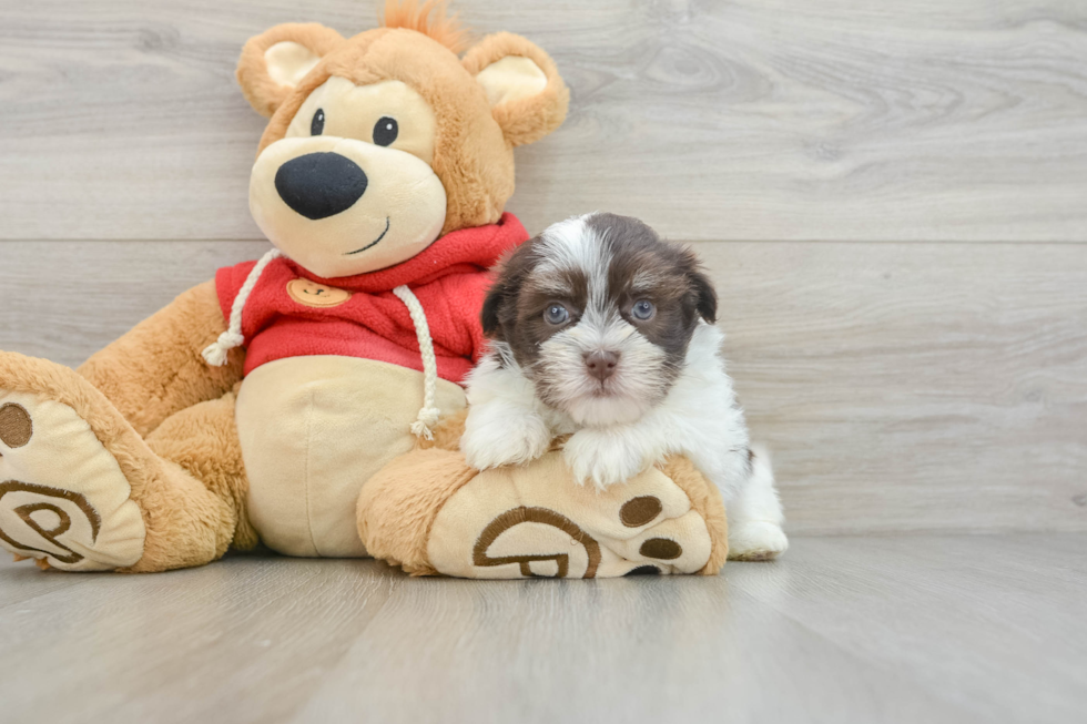 Little Havanese Baby