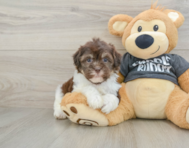 9 week old Havanese Puppy For Sale - Seaside Pups
