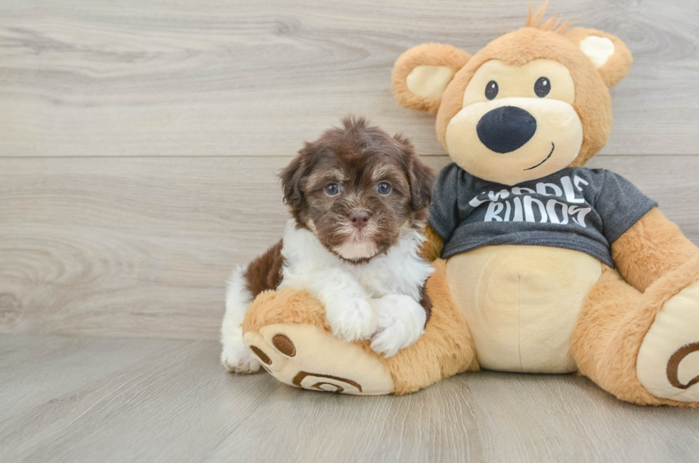 6 week old Havanese Puppy For Sale - Seaside Pups