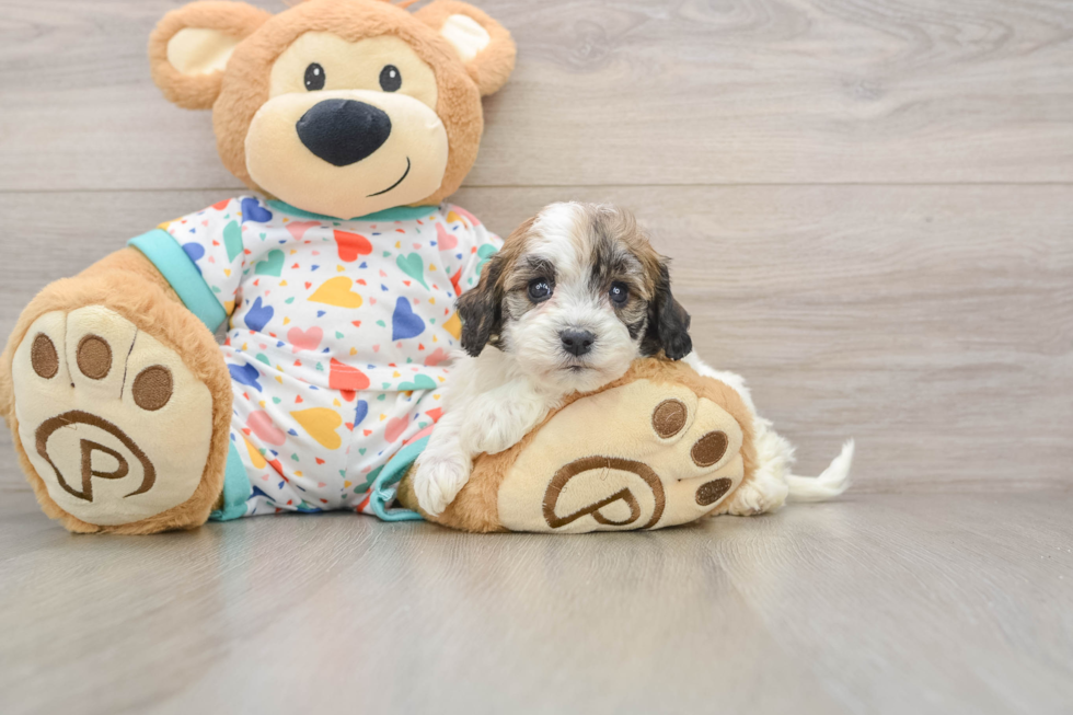Havanese Puppy for Adoption