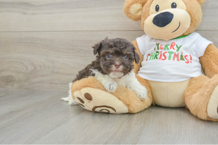 Energetic Bichon Habanero Purebred Puppy