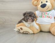 6 week old Havanese Puppy For Sale - Seaside Pups