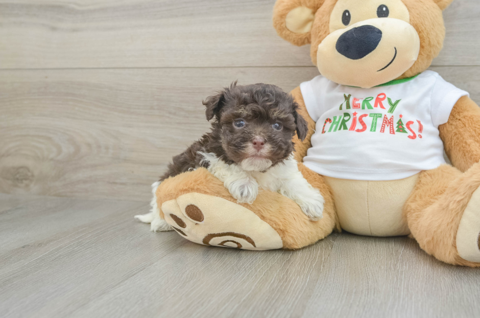 6 week old Havanese Puppy For Sale - Seaside Pups