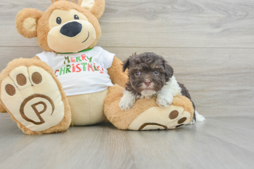 Havanese Pup Being Cute