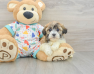 5 week old Havanese Puppy For Sale - Seaside Pups