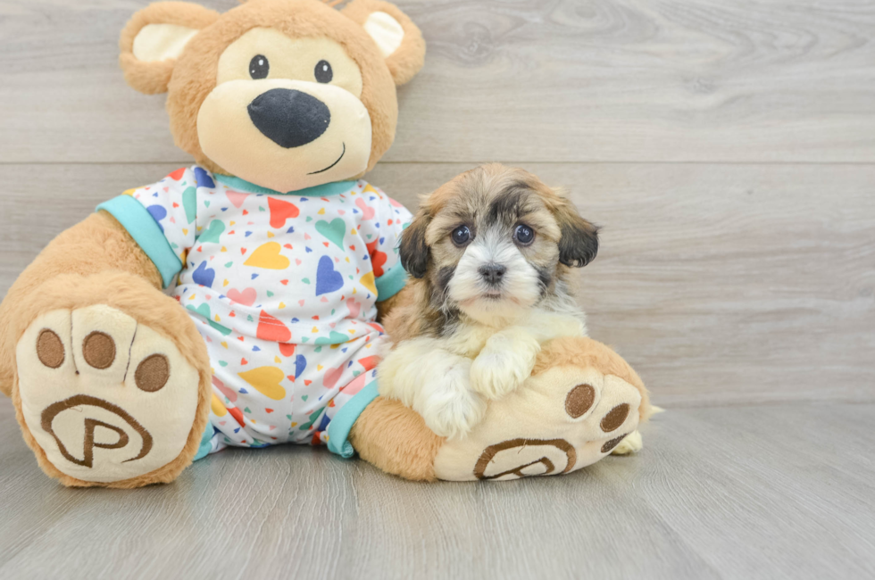 6 week old Havanese Puppy For Sale - Seaside Pups