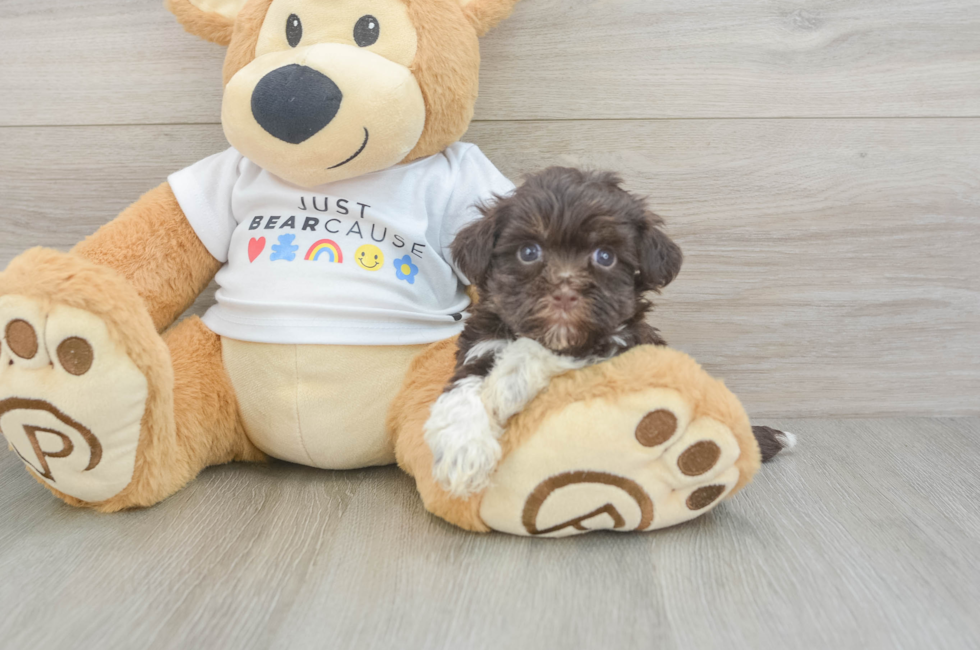 7 week old Havanese Puppy For Sale - Seaside Pups