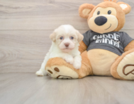 5 week old Havanese Puppy For Sale - Seaside Pups