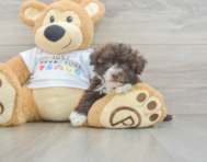 9 week old Havanese Puppy For Sale - Seaside Pups