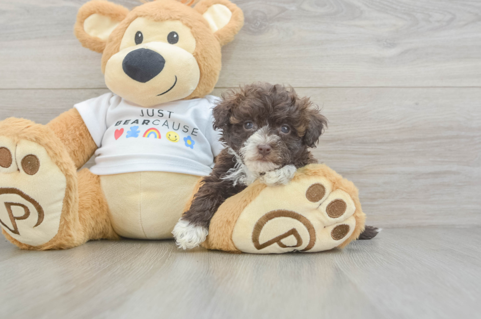 7 week old Havanese Puppy For Sale - Seaside Pups