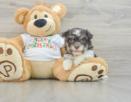 6 week old Havanese Puppy For Sale - Seaside Pups