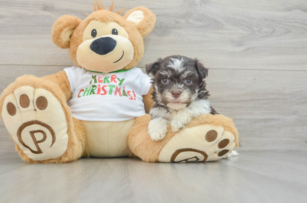 6 week old Havanese Puppy For Sale - Seaside Pups