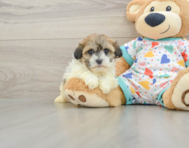 5 week old Havanese Puppy For Sale - Seaside Pups