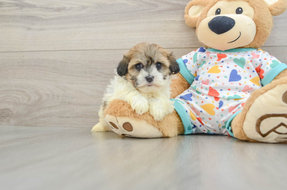 6 week old Havanese Puppy For Sale - Seaside Pups