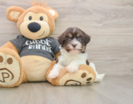 5 week old Havanese Puppy For Sale - Seaside Pups