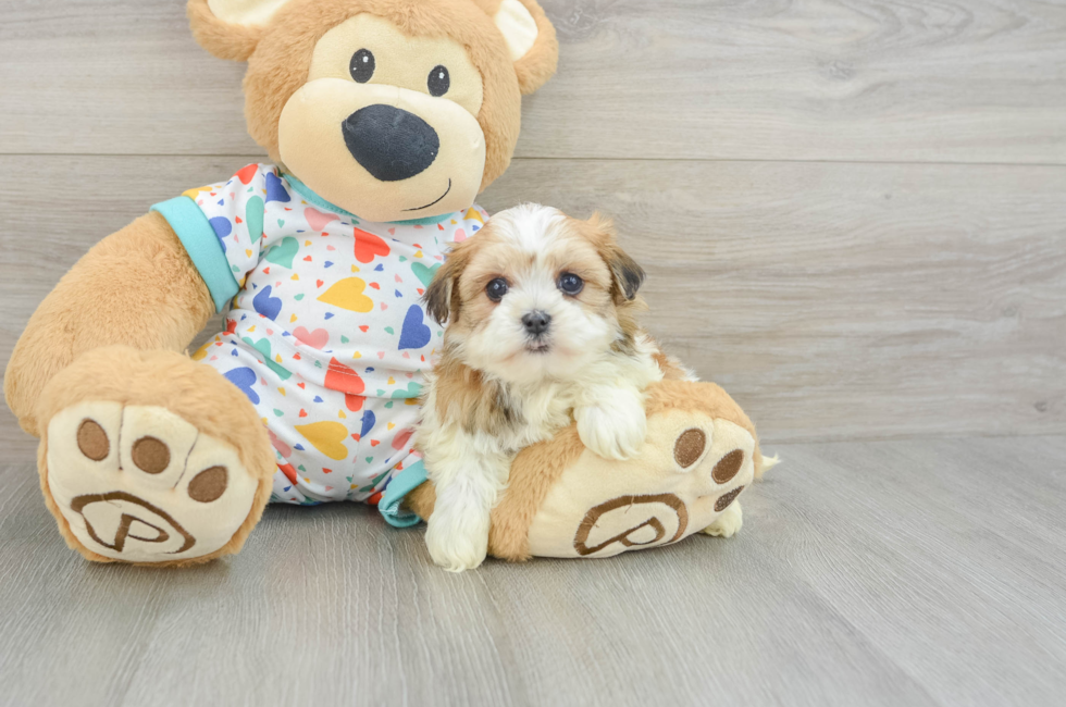 6 week old Havanese Puppy For Sale - Seaside Pups