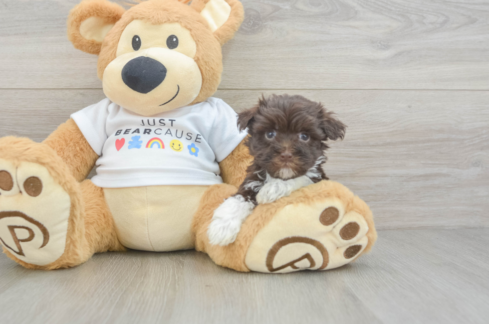 7 week old Havanese Puppy For Sale - Seaside Pups