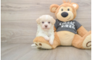Best Havanese Baby