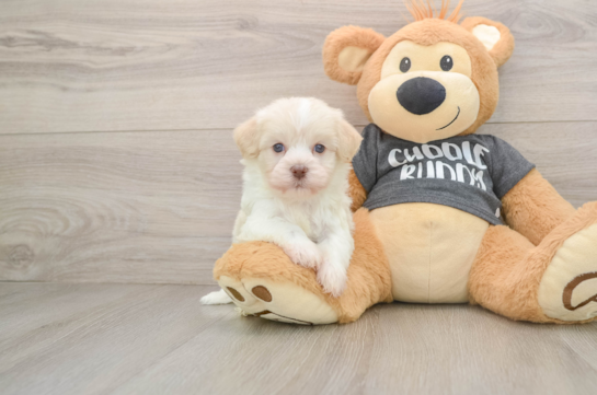 Best Havanese Baby