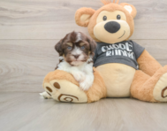 5 week old Havanese Puppy For Sale - Seaside Pups