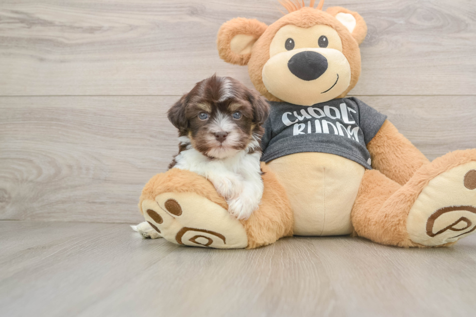 Hypoallergenic Havanese Baby