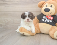 6 week old Havanese Puppy For Sale - Seaside Pups