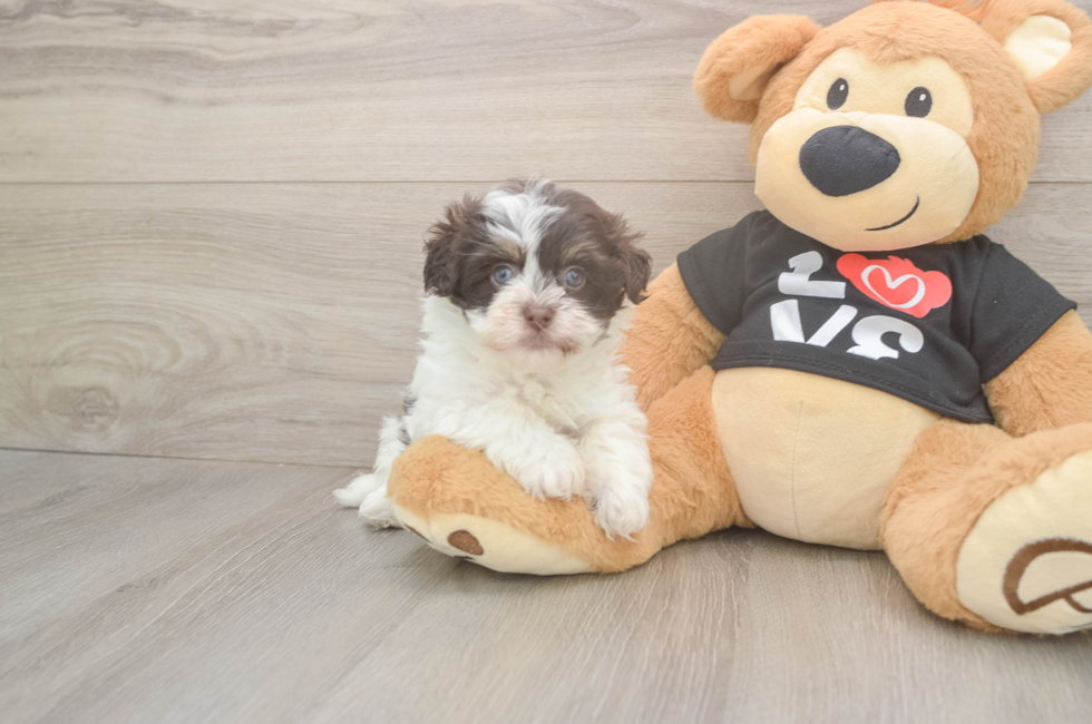 6 week old Havanese Puppy For Sale - Seaside Pups