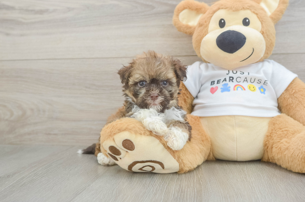 7 week old Havanese Puppy For Sale - Seaside Pups