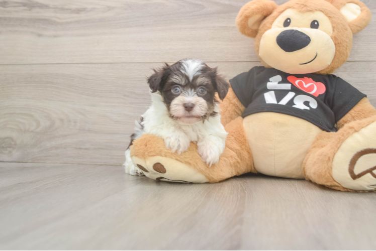 Little Havanese Purebred Pup