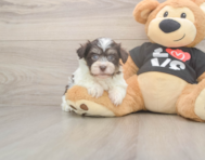 6 week old Havanese Puppy For Sale - Seaside Pups